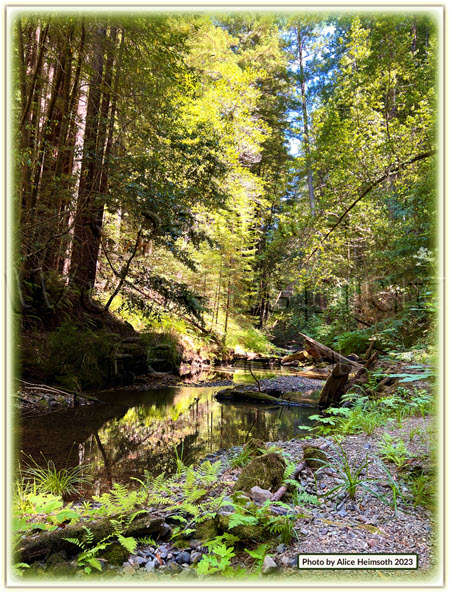 Trees along the creek in Mendocino Woodlands 2023 photo by Alice Heimsoth