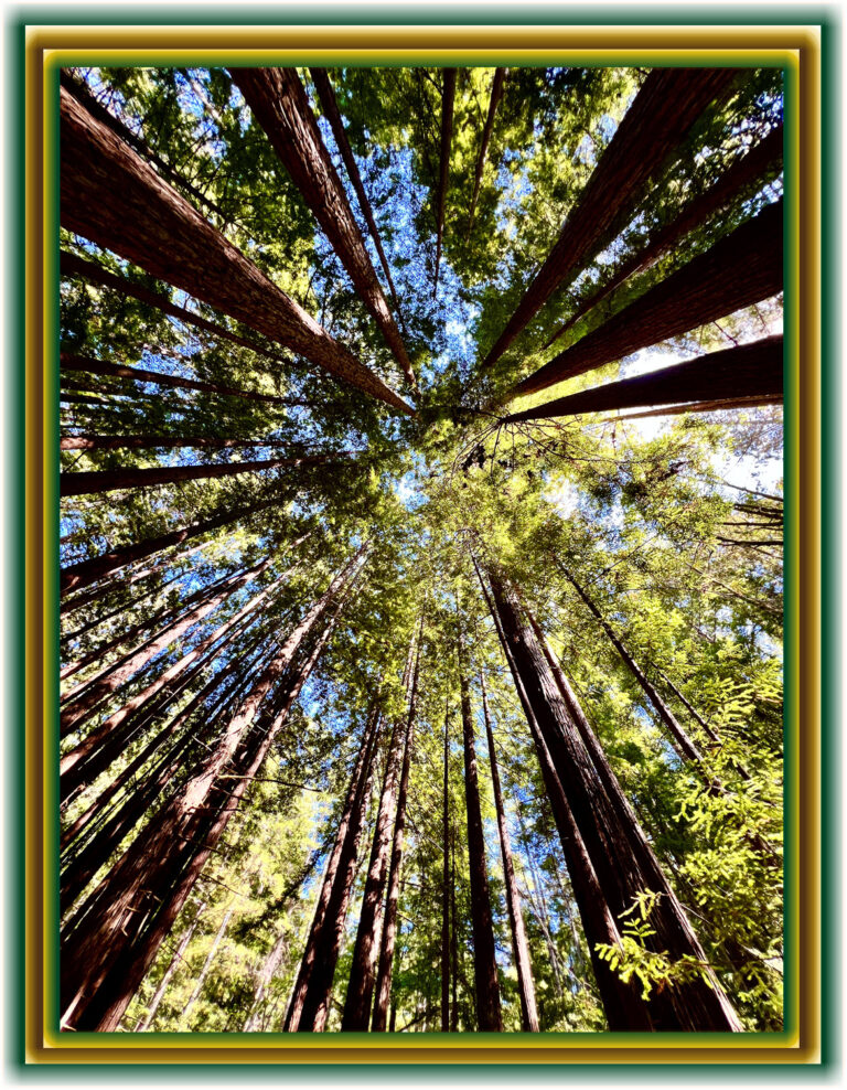 looking up from inside grandmother tree at elderflower Featival 2025